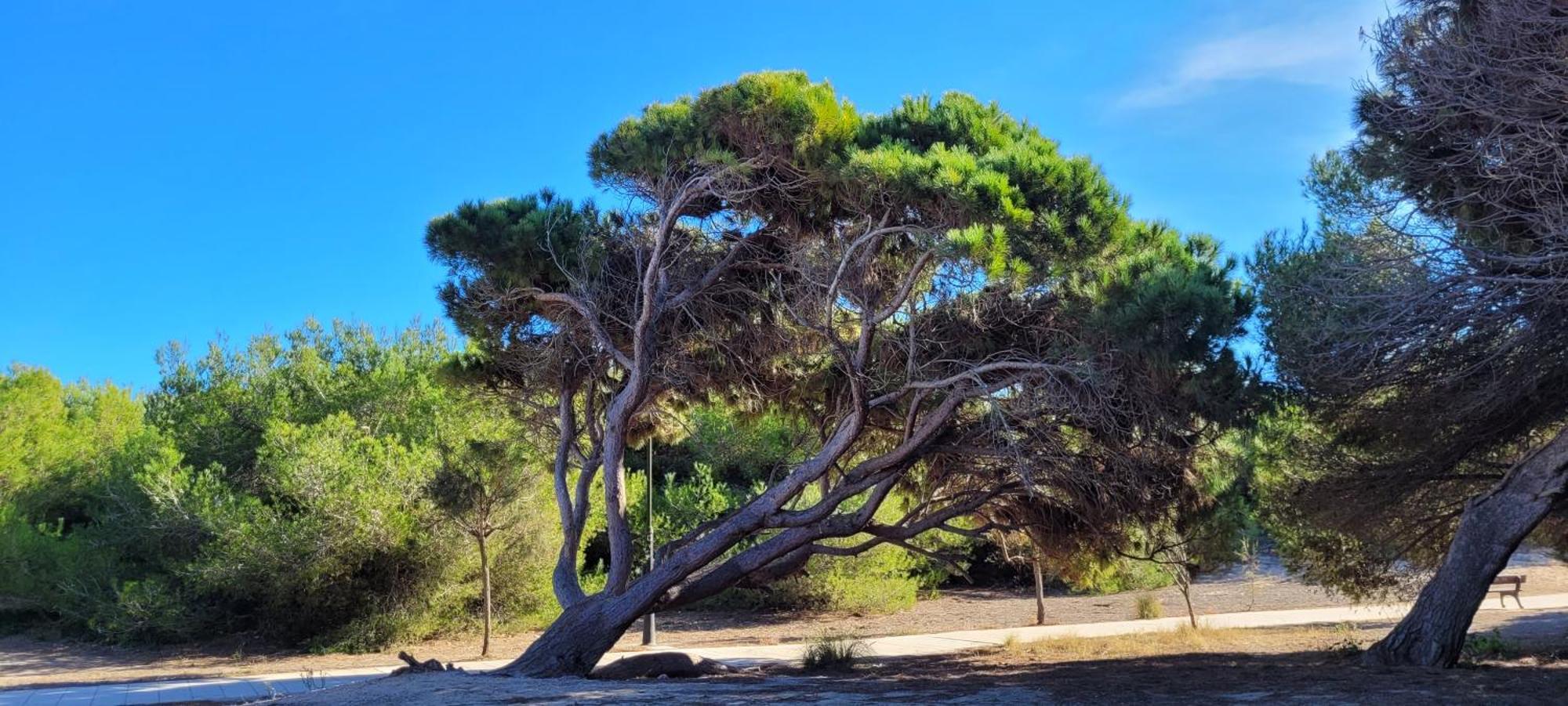 לה מאטה Bungalow Casa De Pablo מראה חיצוני תמונה